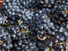 Bunches of Gamay grapes