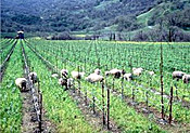 Sheep roam freely on a vineyard at Ceago Vinegarden