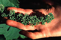 Zinfandel grows on one of Frey's biodynamic vineyards
