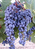Cabernet Sauvignon at Kathryn Kennedy