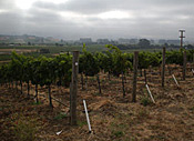 Robert Sinskey Vineyards