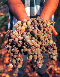 Botrytis-affected grapes at Dolce