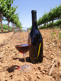 A glass of J's 2005 Nicole's Vineyard Pinot Noir 