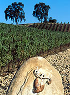 Tablas Creek Rock Vineyard