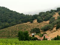 A view of Steltzner Vineyards