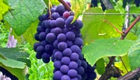Grapes on a vine