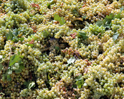 Bunches of grapes waiting to be crushed