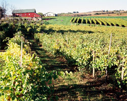 Tabor Home Vineyards Winery in Iowa