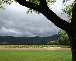 A vineyard during a moody day in Napa Valley