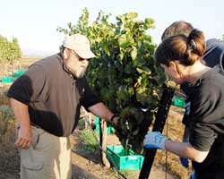 Andy Mitchell of Hahn Estates shows the Twitter team how to pick wine grapes