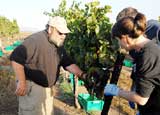 Andy Mitchell of Hahn Estates shows the Twitter team how to pick wine grapes