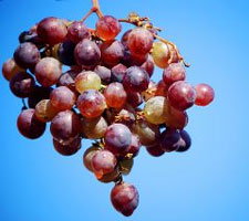 The newly engineered "supervines" produce grapes with six times the normal amount of resveratrol, which has many health benefits.