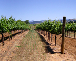 A view of one of J Wine Company's vineyards in California