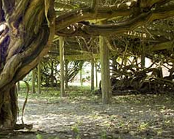 The Mother Vine on Roanoke Island, North Carolina