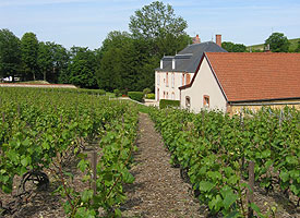 Champagne Vineyards Report Record Harvest Numbers, Having Grown Enough Grapes to Produce 389 Million Bottles of Wine