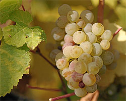 German Riesling grapes were used in a recent study, which concluded that terroir plays a large part in determining the character and taste of wine.