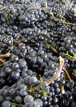 Harvested wine grapes