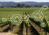 Resveratrol Supplements Provide High Levels of the Antioxidant