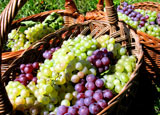 Harvested red and white wine grapes in baskets