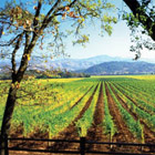 The Vineyard at Calistoga Ranch in Napa Valley, one of our Top 10 Wine Country Inns in the U.S.