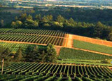 Erath Vineyards in Oregon's Willamette Valley