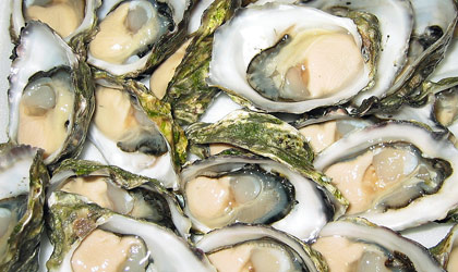 Freshly shucked oysters