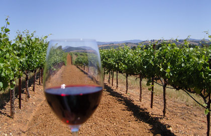 A glass of red wine in a California vineyard