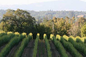 The Dutton-Goldfield Manzana Vineyard grows grapes for Pinot Noir 