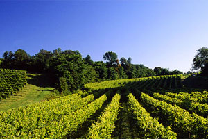 The vineyards at Loredan Gasparini