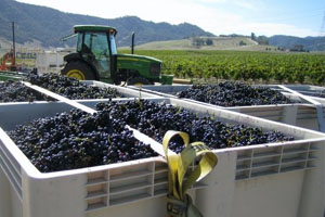 The grape harvest at Topanga Vineyards