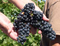 The varietal characteristics of Zinfandel are often described as berryish